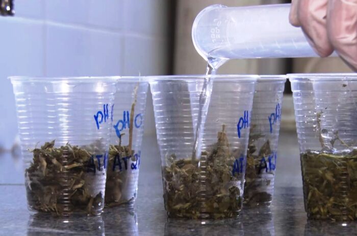 Pesquisa da UFS avalia eficácia de produto natural para silagem de milho e capim