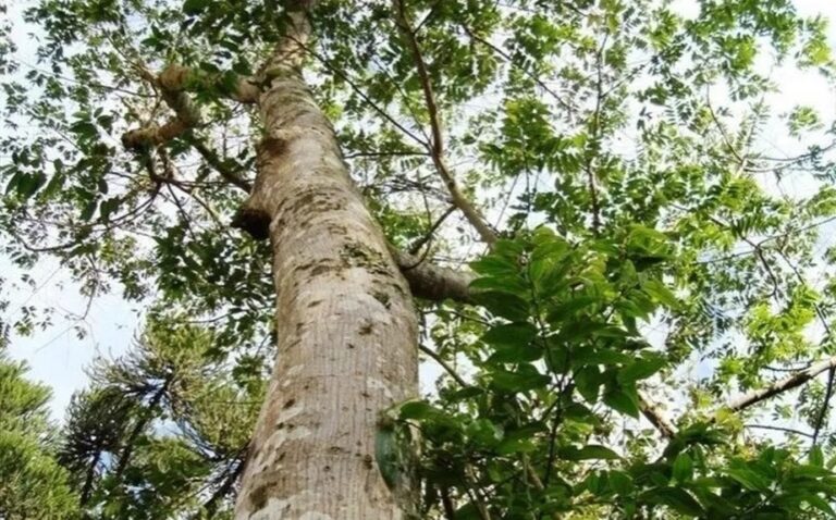 Planta brasileira produz canabidiol sem alucinógeno