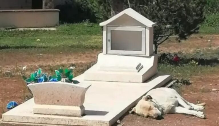 Cachorro se recusa a deixar túmulo de tutor no México