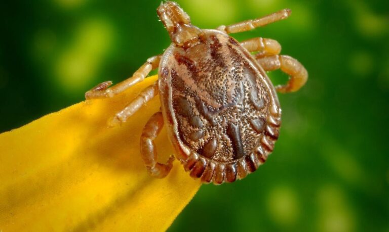 Pesquisadores da UFS documentam primeiro caso de febre maculosa em Sergipe
