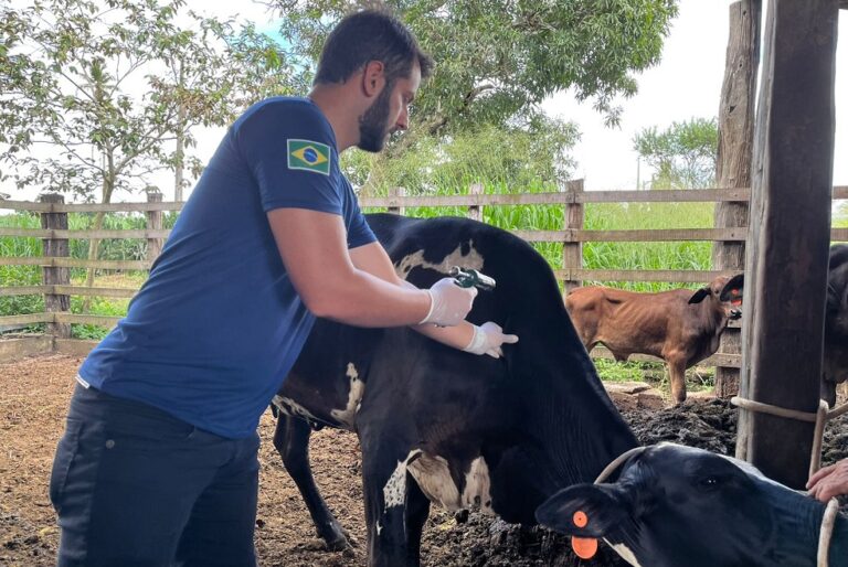 Sergipe supera a meta de 90% de vacinação contra febre aftosa