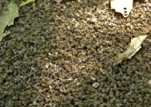 Mais de 100 milhões de abelhas morrem após uso indevido de agrotóxico
