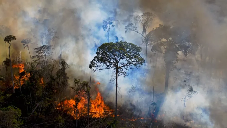 Amazônia e Cerrado registram maior número de queimadas desde 2007