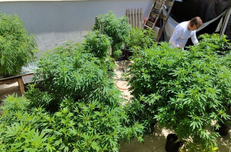 Anvisa proíbe importação de cannabis in natura e partes da planta