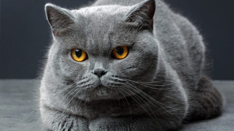 Produtos de higiene para humanos não podem ser utilizados em cães e gatos