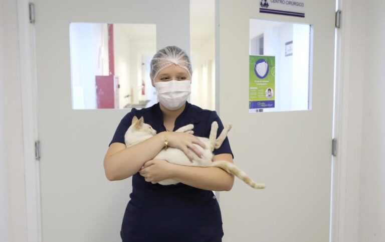 Aju Animal atinge marca de 1.000 castrações de felinos em cinco meses