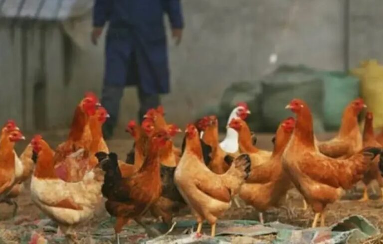Gripe aviária: Ministério da Agricultura orienta Estados a declararem emergência zoosanitária