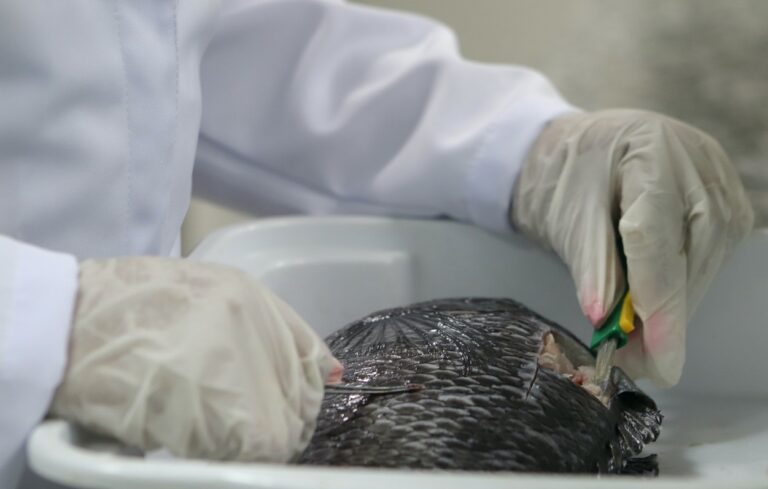 Estudo da UFS analisa contaminação por mercúrio em peixes no Rio São Francisco
