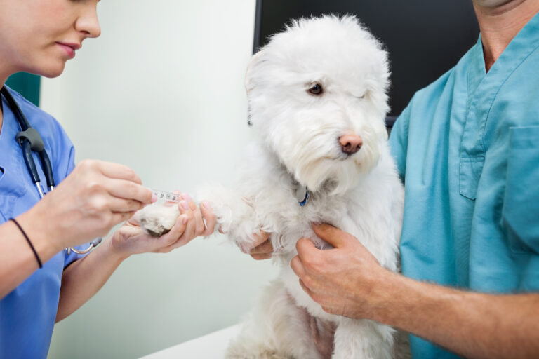 Exames diagnósticos veterinários regulares podem salvar a vida dos pets
