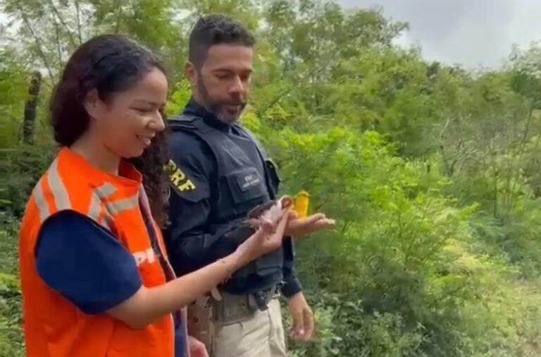 FPI/SE realiza a soltura de 967 animais resgatados em fiscalização