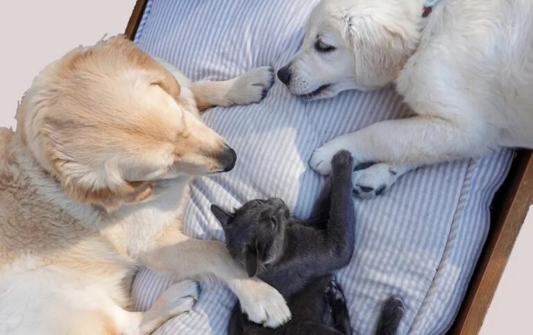 Gripe em cães e gatos: saiba o que pode causar e como tratar