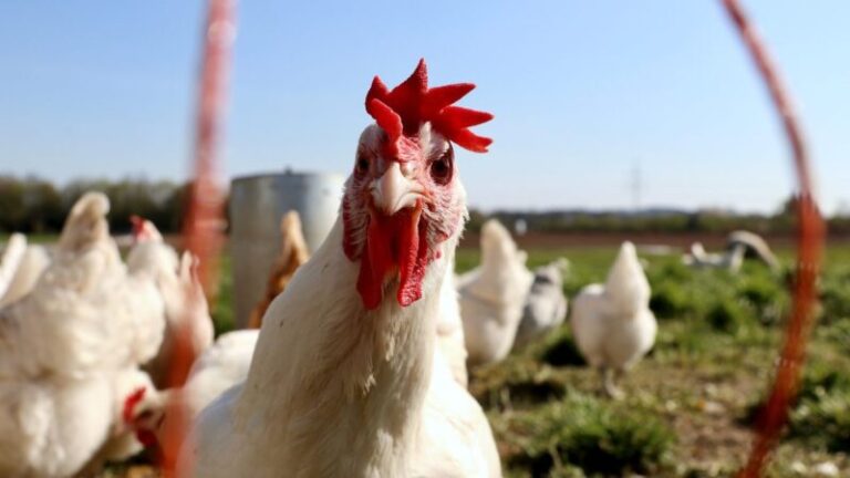 Dez estados brasileiros já declararam emergência zoossanitária por casos de gripe aviária