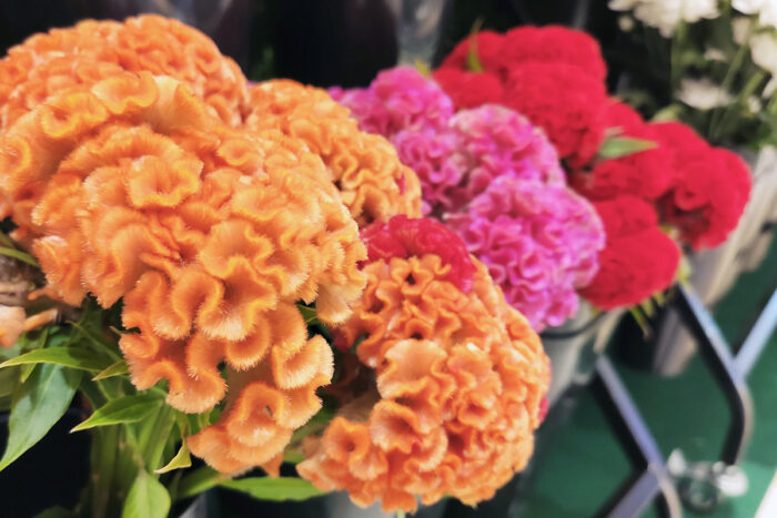 Primavera chega em grande estilo com a feira de flores e artes em Aracaju