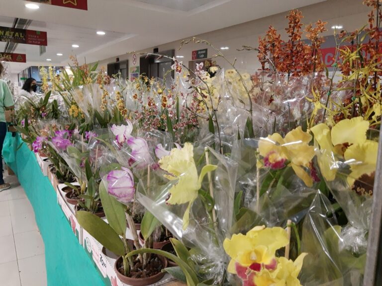 6ª Mostra de Orquídeas acontece no Ferreira Costa