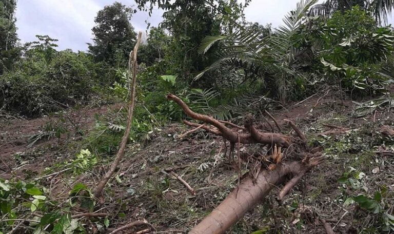 Ministérios Públicos deflagram operação Mata Atlântica em Pé