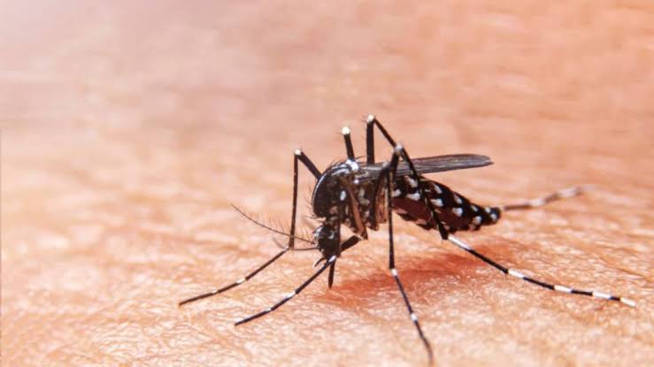 Dengue: Sergipe tem quatro municípios com alto risco de infestação do Aedes Aegypti