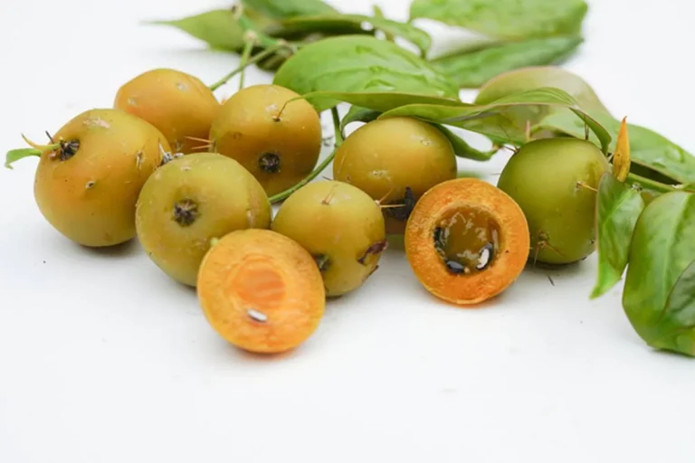Ora-pro-nóbis: saiba todos os benefícios da fruta e das folhas para a saúde