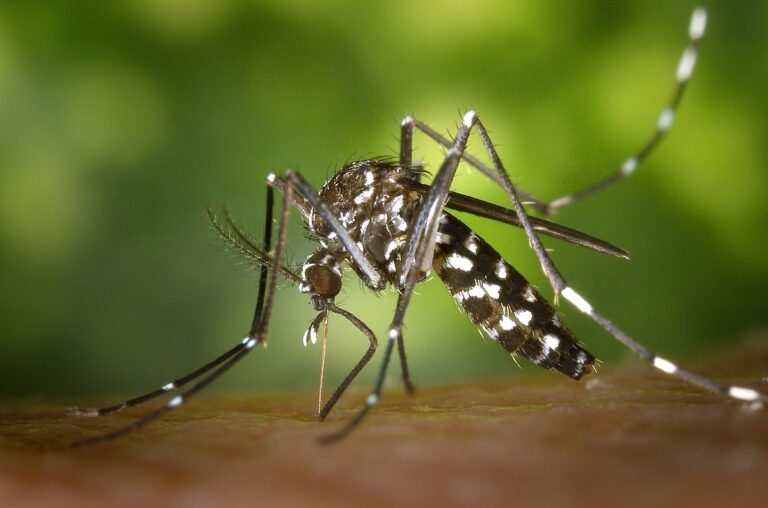 No Brasil, crise climática potencializa casos de dengue