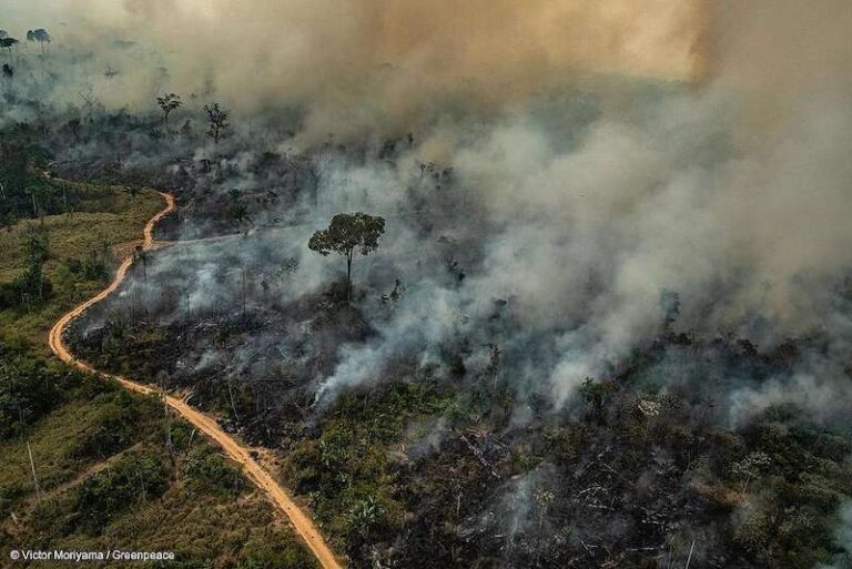 Amazônia bate recorde de queimadas em fevereiro