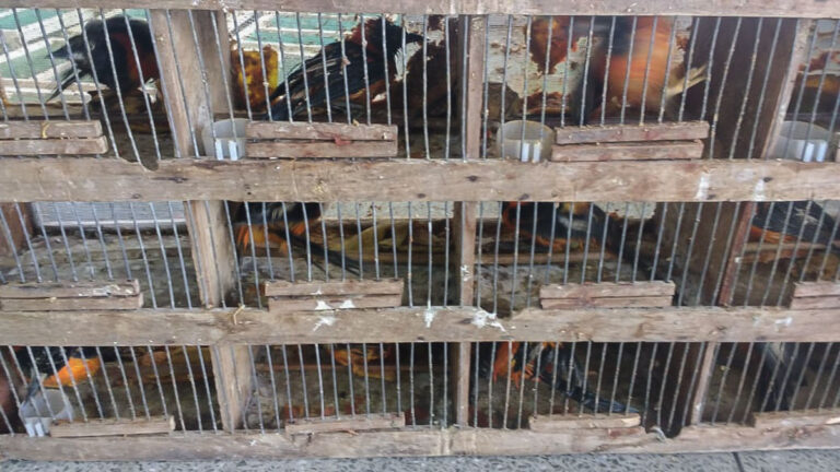 Ibama monitorará tráfico de animais na internet
