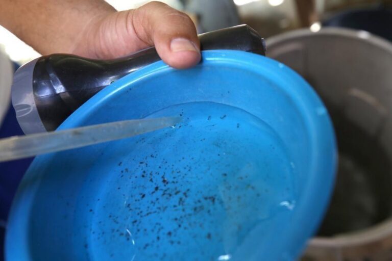 Aedes aegypti: Prefeitura de Aracaju inicia segunda coleta do LIRAa deste ano