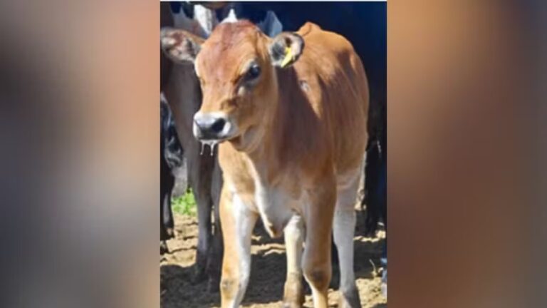 Vaca transgênica do sul do Brasil produz leite com insulina pela 1ª vez