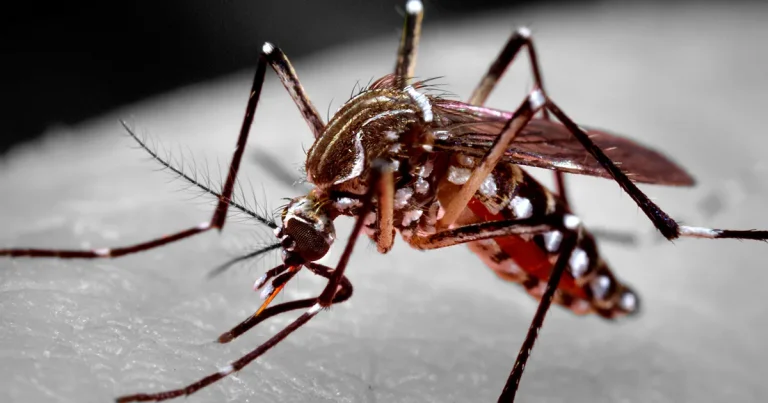Brasil concentra quase 70% dos casos de dengue da América Latina e do Caribe