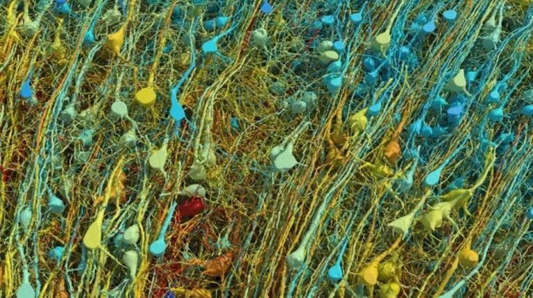 Imagens revelam, em detalhes, um único milímetro cúbico do cérebro humano