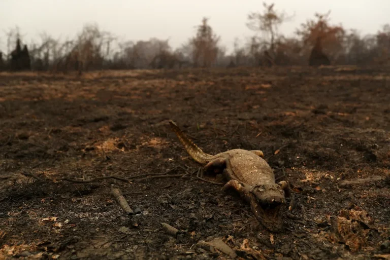 Incêndios florestais consecutivos ameaçam a vida dos animais no Pantanal