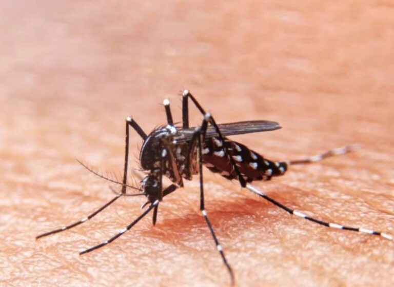 Mais de 80% dos casos de dengue do mundo estão no Brasil, atesta OMS