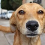 Teste de DNA revela a origem genética do cão mais amado do país