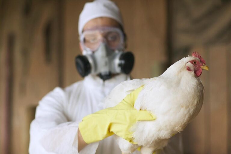 OMS confirma primeira morte por variante H5N2 de vírus da gripe aviária