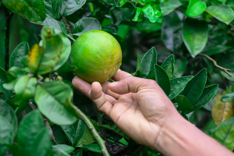 Emdagro estima alta de 15% na safra da laranja em Sergipe