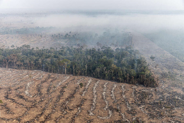 Sem fiscais, desmatamento na Amazônia dobra no começo de julho