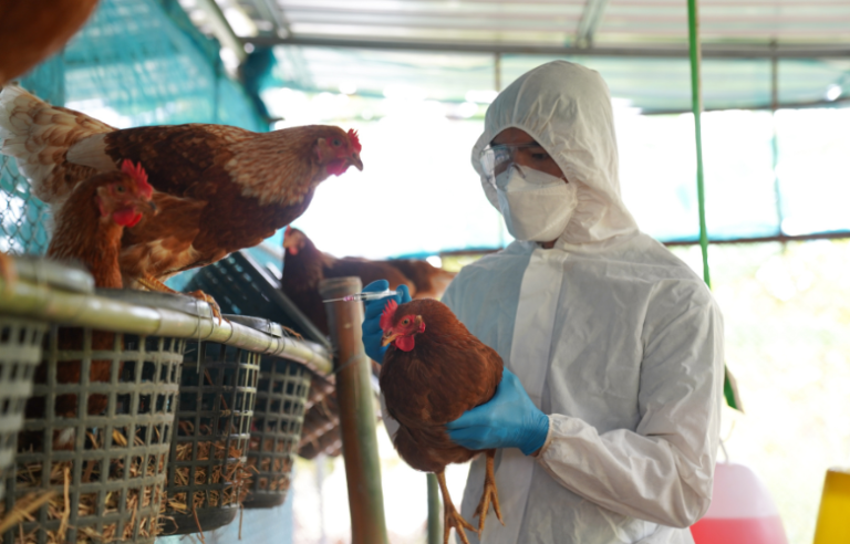 OMS desenvolve vacina contra gripe aviária com farmacêutica argentina