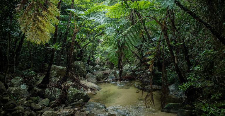 Cientistas desenvolvem tecnologia para desvendar florestas tropicais