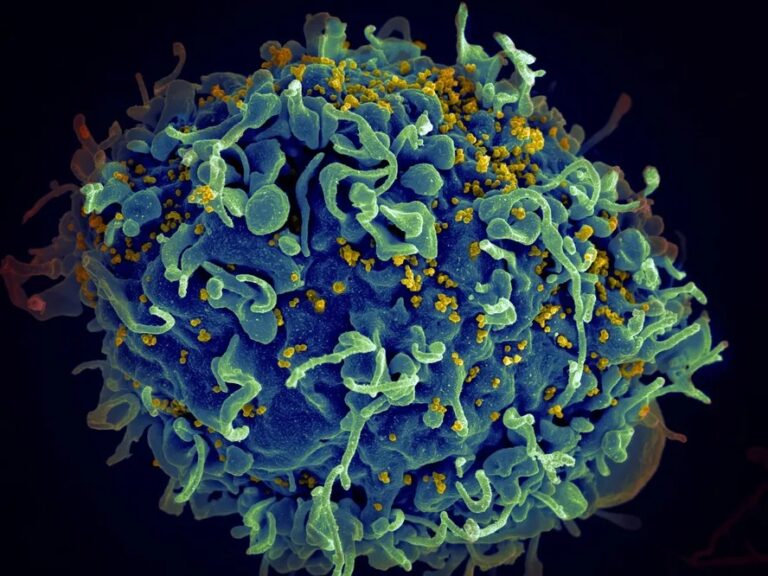 HIV: cientistas anunciam 7º paciente curado da infecção; entenda
