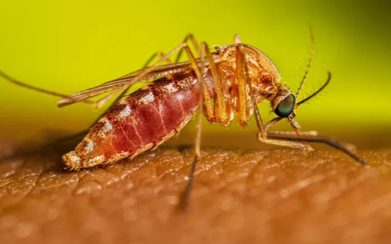 Casos de febre oropouche deste ano são 776% maiores que total de ocorrências de 2023; avanço da doença preocupa