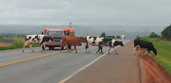 Motoristas serão indenizados em casos de acidentes com animais em rodovias, decide STJ