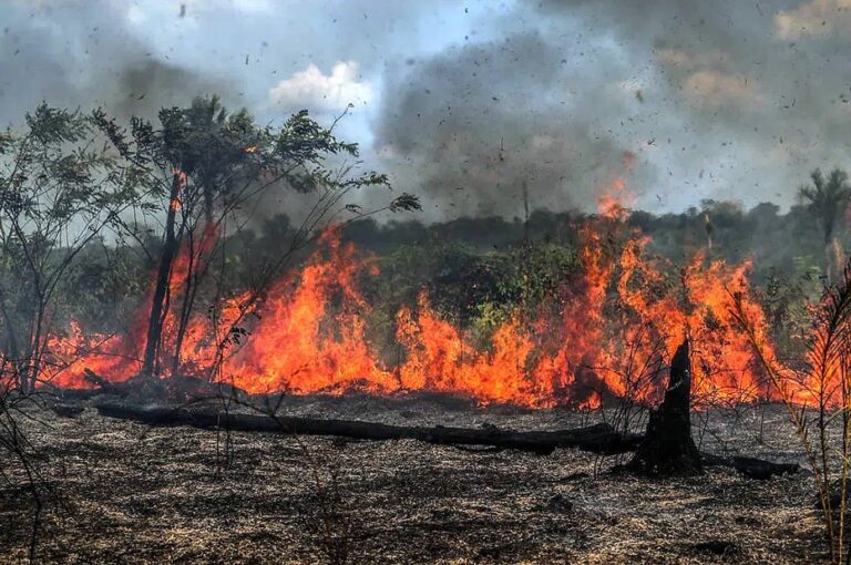 Julho registrou recorde de queimadas na Amazônia ao longo deste ano