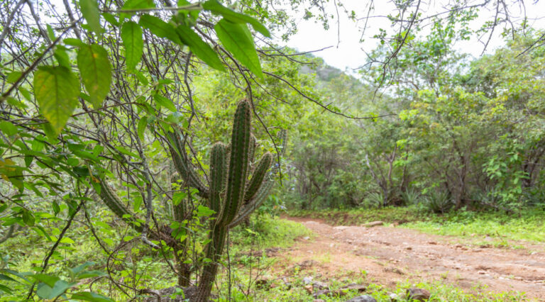 Levantamento indica surgimento de fraca no alto sertão e em uma pequena área do centro-sul sergipano