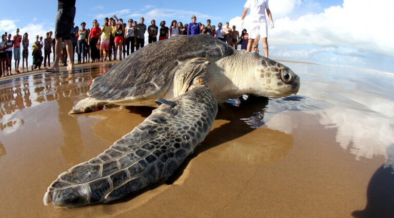 Adema e ICMBio alinham medidas para proteger tartarugas marinhas em Sergipe