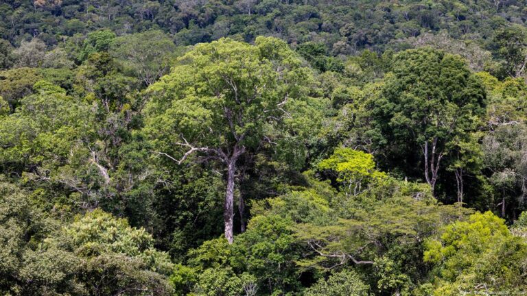 Empresas e governos estrangeiros compram quase R$ 1 bilhão em créditos de carbono na Amazônia brasileira