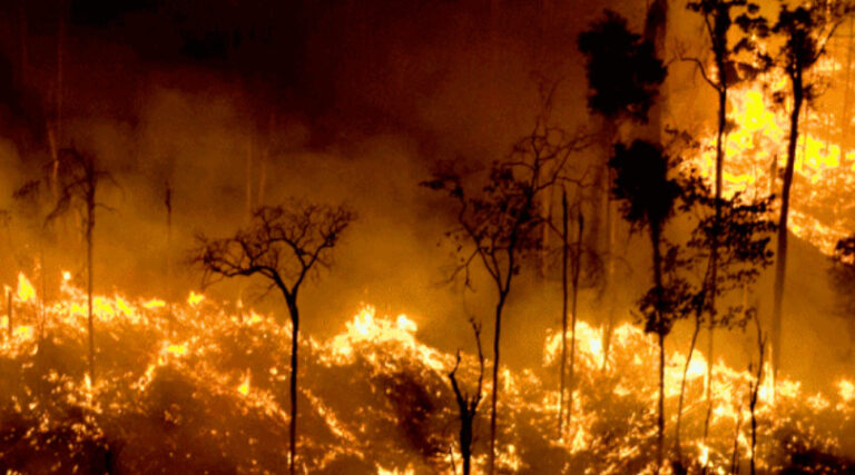 Em 2024, fogo atinge mais de 11 milhões de hectares no Brasil