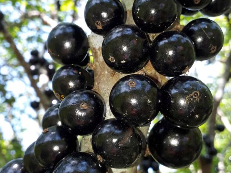 Ranking internacional classifica 3 frutas brasileiras entre as 100 melhores do mundo