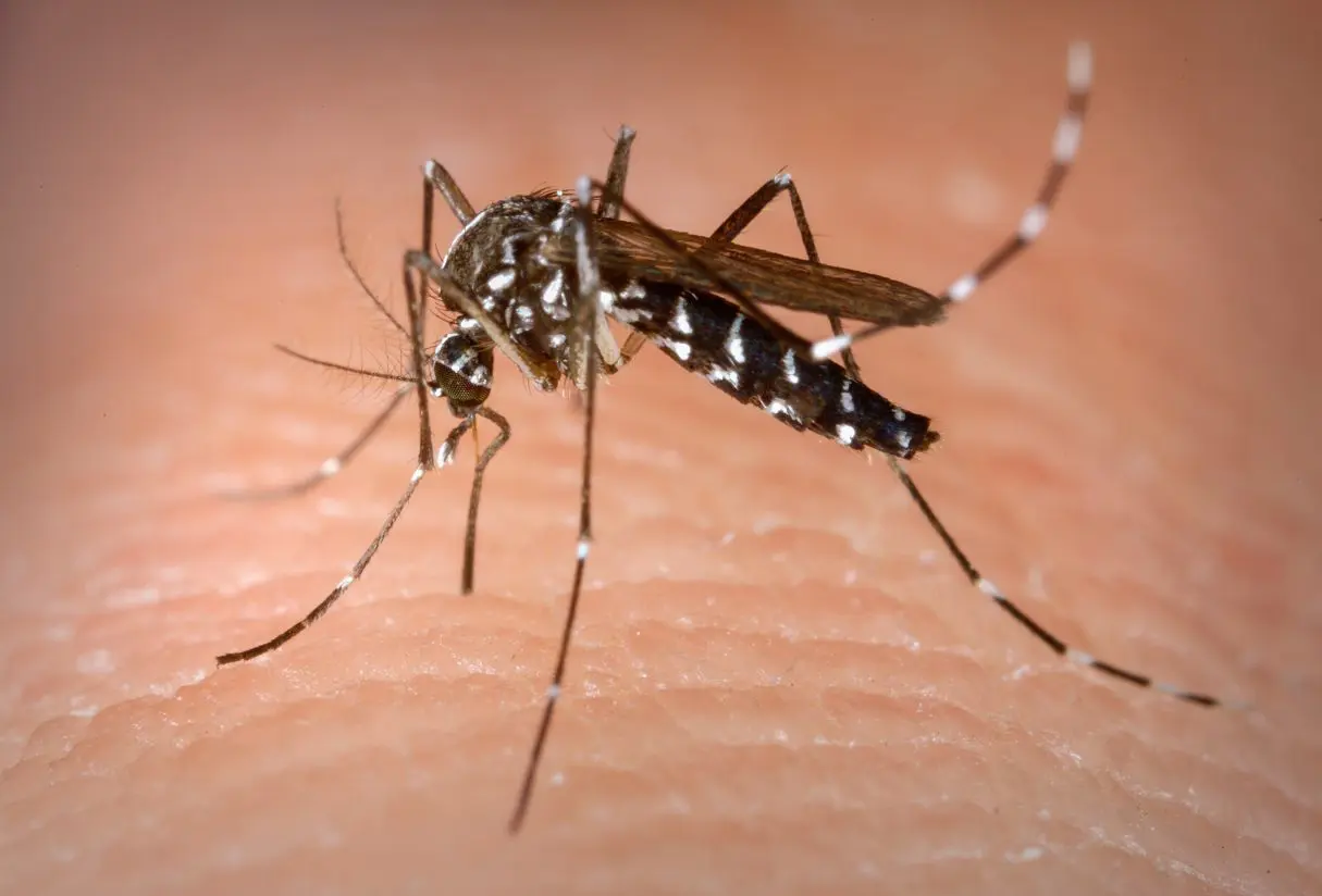 Brasil tem mais de 6,5 milhões de casos prováveis de dengue neste ano, acometendo mulheres em maioria