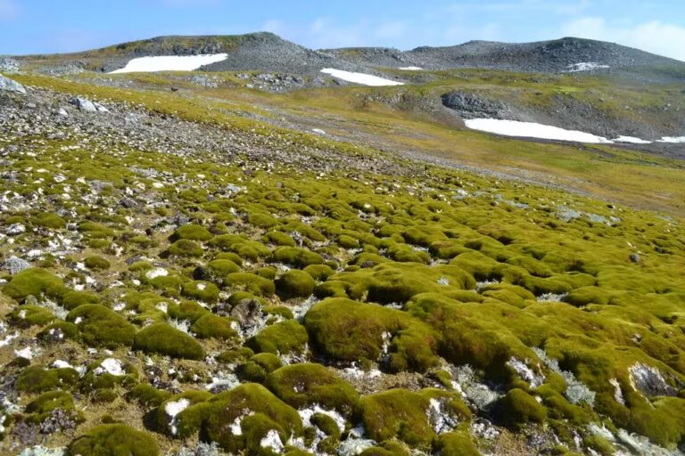 Antártica está ‘ficando verde’ em ritmo acelerado, alertam cientistas