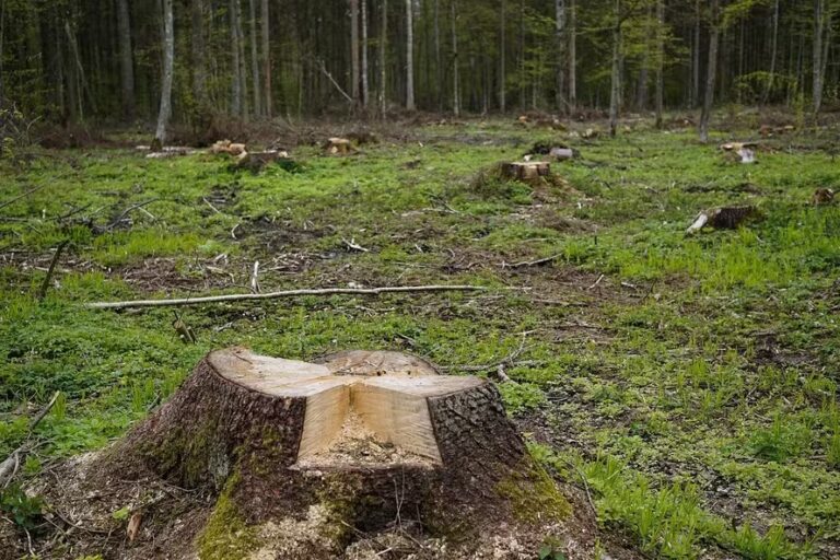 Brasil anuncia nova meta climática com corte entre 59% e 67% em emissões