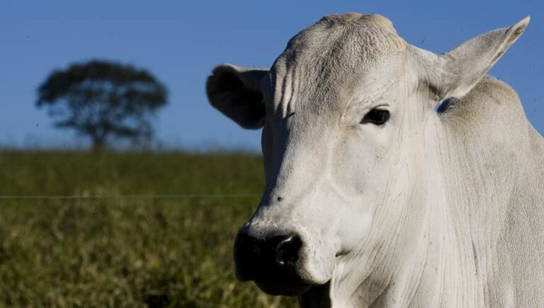 Regulamentação da clonagem de animais é sancionada