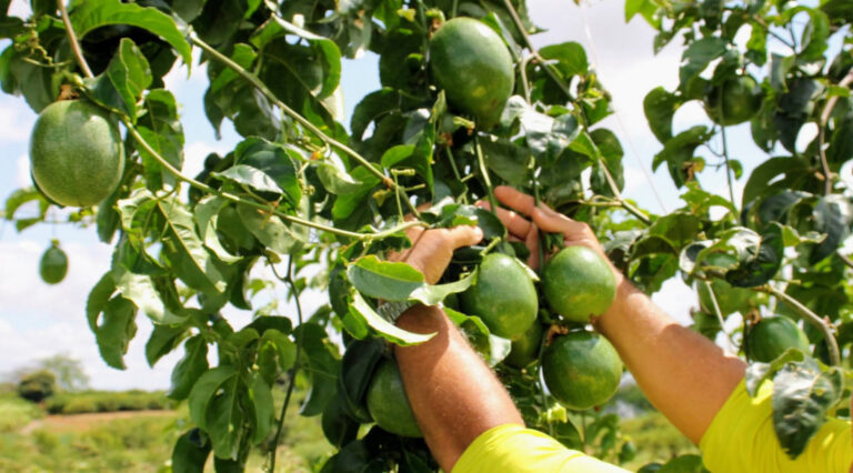Produção anual de maracujá na irrigação pública aumentou 161% em 2024